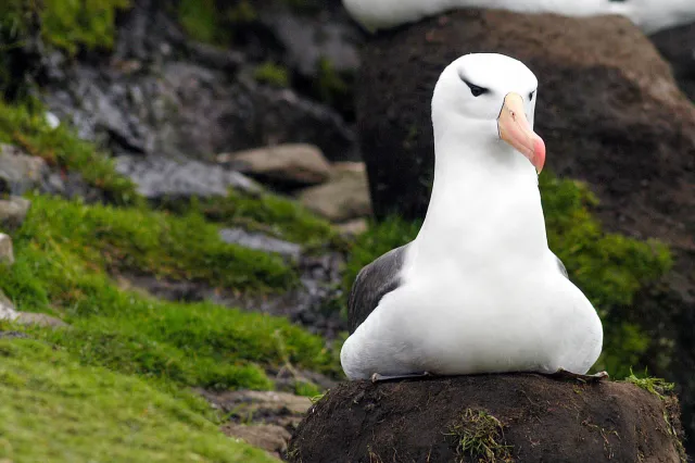 Black-browed albatrosses in the Falklands