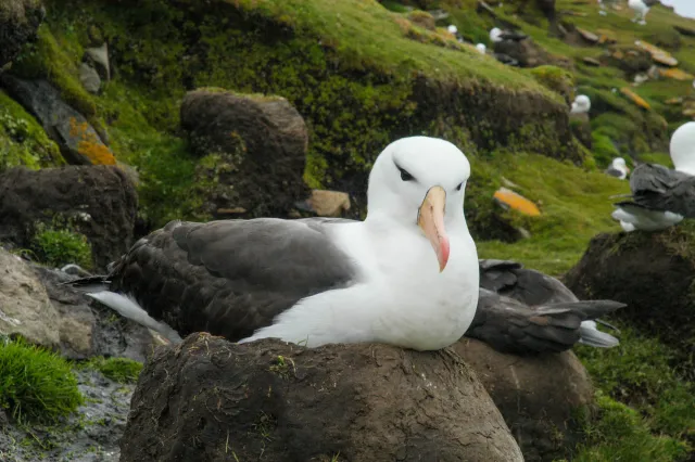 Schwarzbrauenalbatrosse auf den Falklands