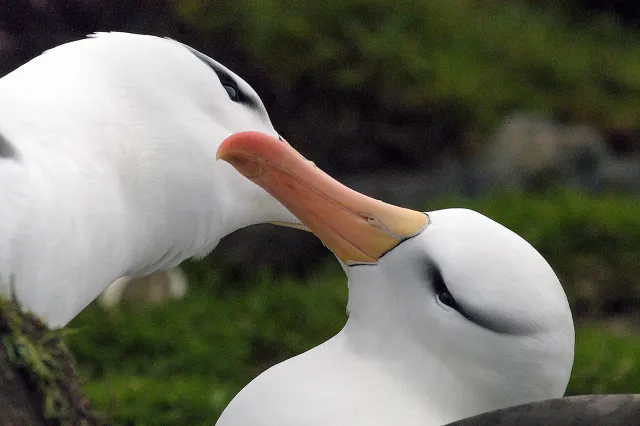 Black-browed albatrosses in the Falklands