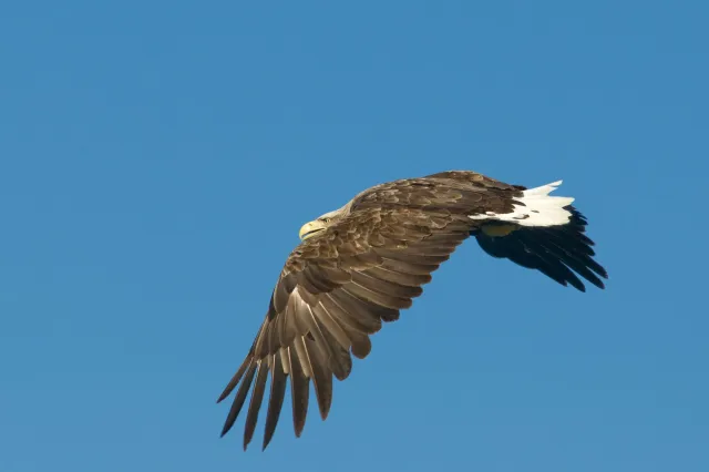 Seeadler auf den Lofoten