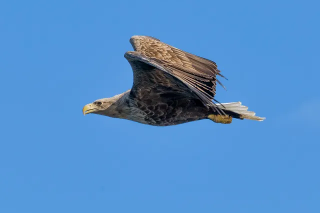 Seeadler auf den Lofoten