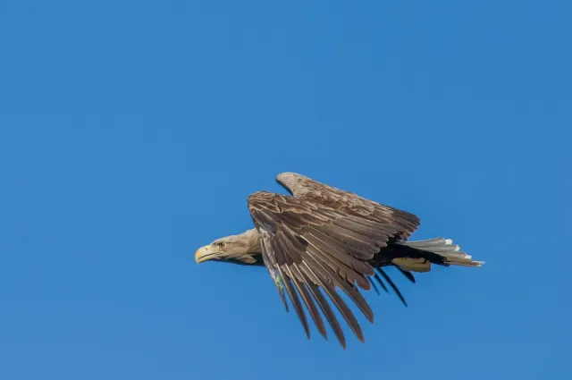 Seeadler auf den Lofoten