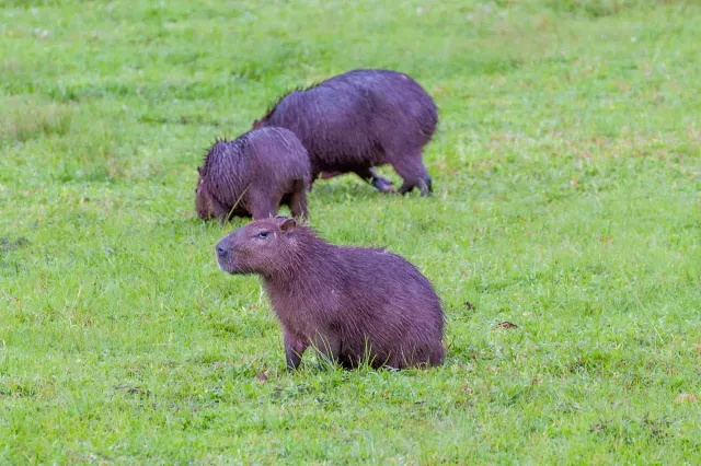 Capybara (Hydrochoerus hydrochaeris) in Gamboa