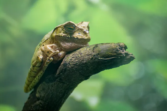 Rana Cornuda Marsupial or Horned Marsupial Frog (Gastrotheca cornula)