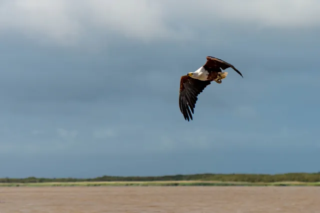 African fish eagle (Haliaeetus vocifer)