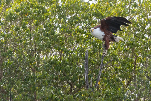 African fish eagle (Haliaeetus vocifer)