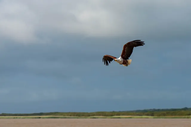 Afrikanische Schreiseeadler (Haliaeetus vocifer)