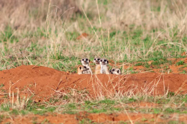 Erdmännchen auf der Ondekaremba Farm