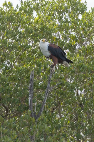 African fish eagle (Haliaeetus vocifer)