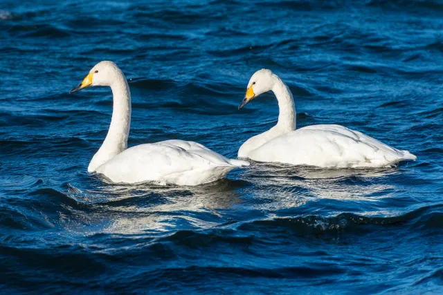 Singschwäne auf dem Kussharo-See auf Hokkaido