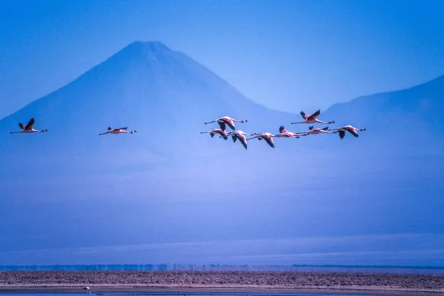 Andenflamingos im Salar de Atacama