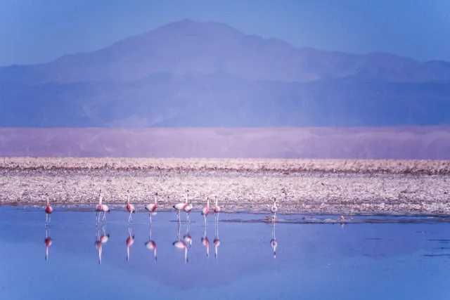 Andenflamingos im Salar de Atacama