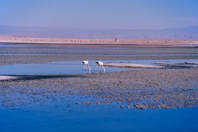 Andenflamingos im Salar de Atacama