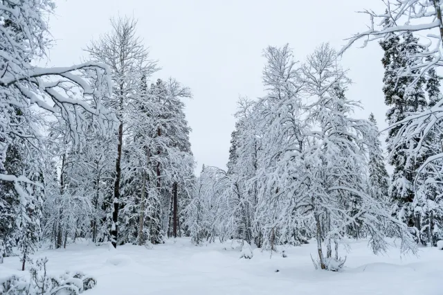 Schnee in den Wäldern