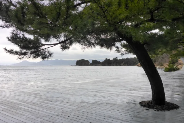 Sea, terrace, tree