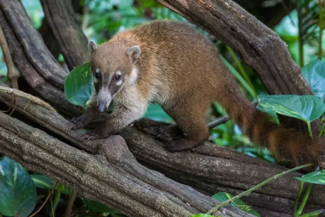 Nasenbär im Urwald bei Villahermosa 