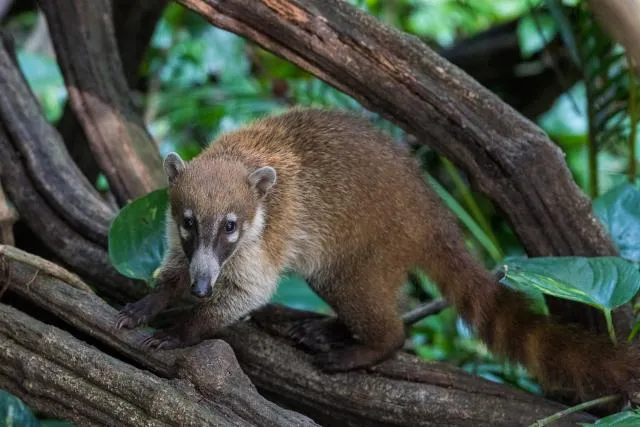 Nasenbär im Urwald bei Villahermosa 