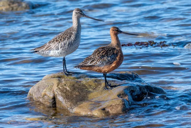 Pair of bar-tailed godwits on Ekkerøy