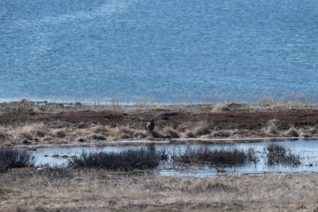 Seeadler an der E75 nach Vardø