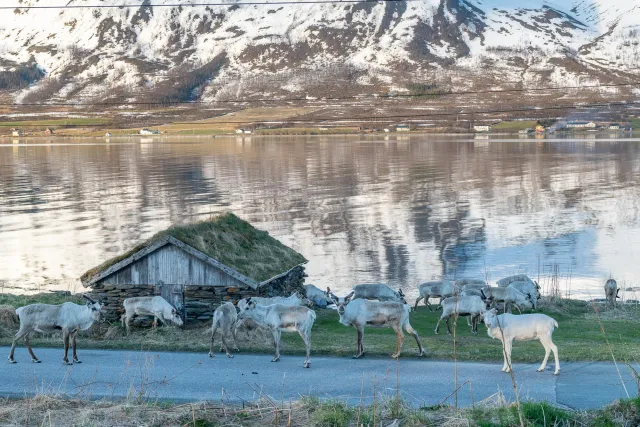 Die Lyngenfjordalpen