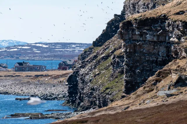 Kittiwake nesting sites in Ekkerøy Bird Sanctuary