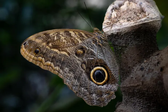 Bananenfalter (Caligo spec.)