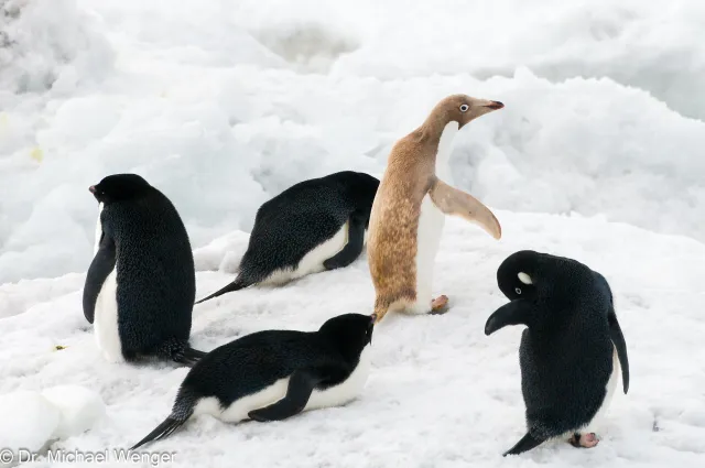 Adeliepinguine in der Antarktis