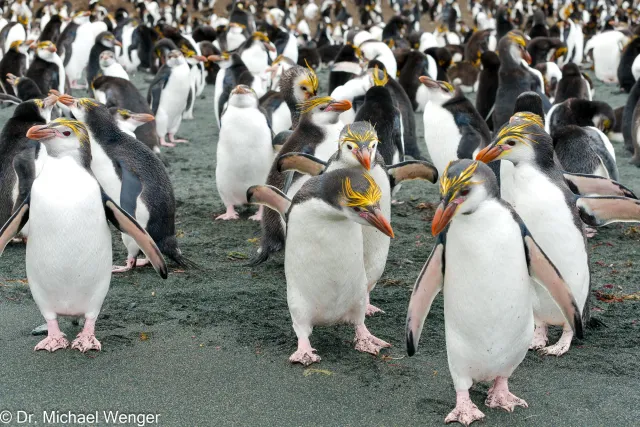 Haubenpinguine auf der Macquarie-Insel