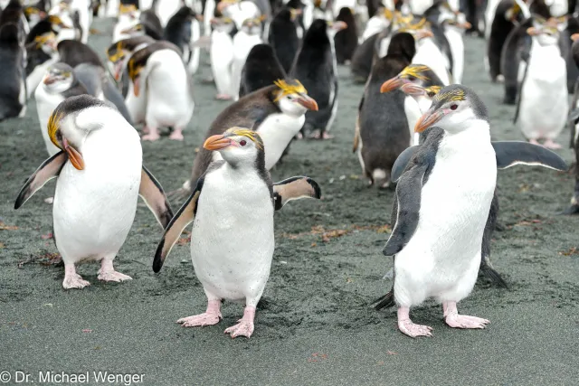 Haubenpinguine auf der Macquarie-Insel