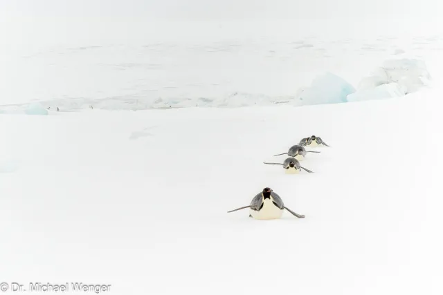 Kaiserpinguine in der Antarktis