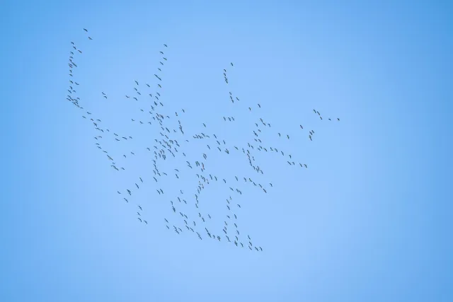 A swarm of cranes over the valley of the Hanfcreek