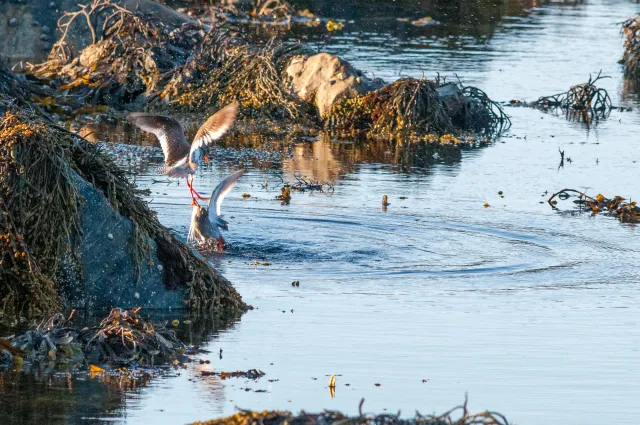 The Dance of the Redshanks