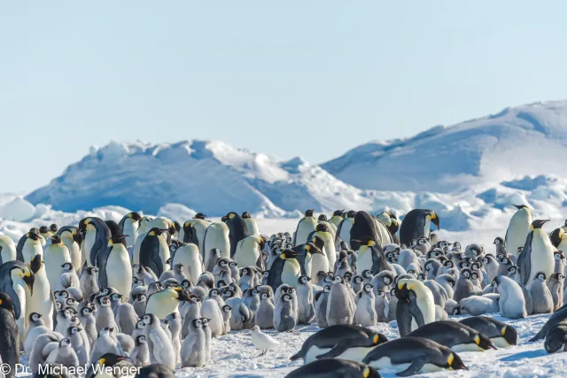 Kaiserpinguine in der Antarktis