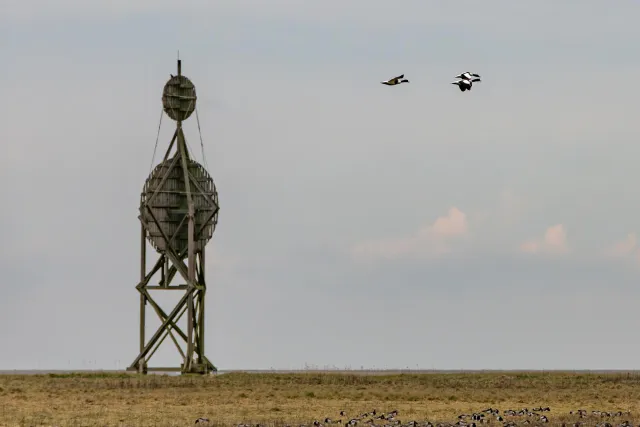 Brandgänse auf Neuwerk, der Insel vor der Elbmündung im Nationalpark Hamburgisches Wattenmeer