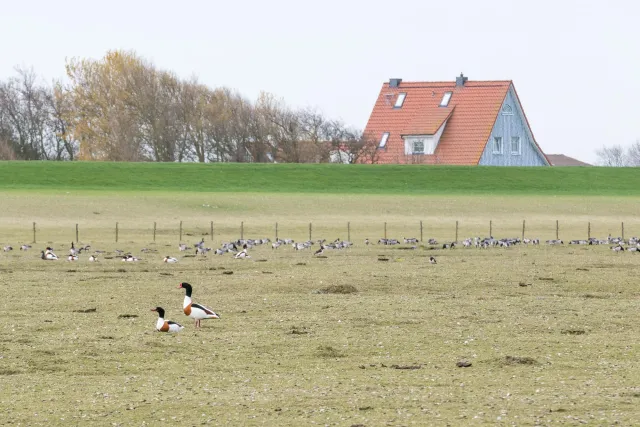 Shelducks on Neuwerk, the island in front of the Elbe estuary in the Hamburg Wadden Sea National Park