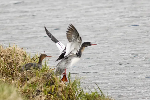 Mittelsäger (Mergus serrator) auf Island am Myvatn, dem Mückensee