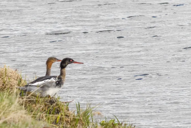 Mittelsäger (Mergus serrator) auf Island am Myvatn, dem Mückensee