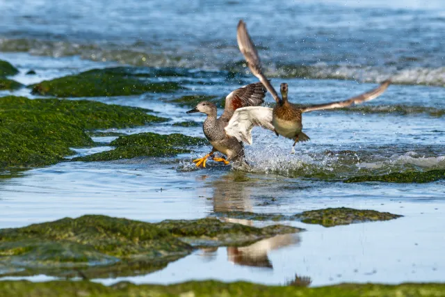 Schnatterenten an der Ostseeküste von Bornholm