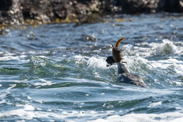 Common merganser (Mergus merganser) on the Baltic coast of Bornholm