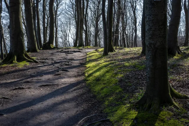 In the beech forests on Rügen