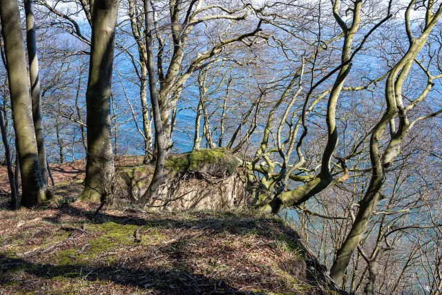 In the beech forests on Rügen