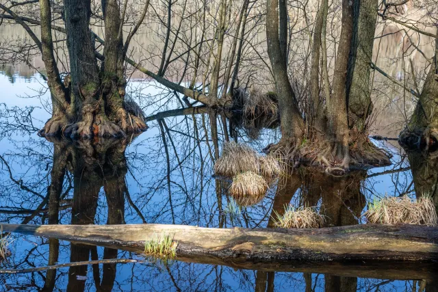 The lakes of the beech forests