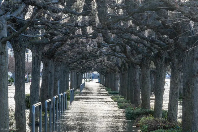 The flooded Rhine promenade near Königswinter