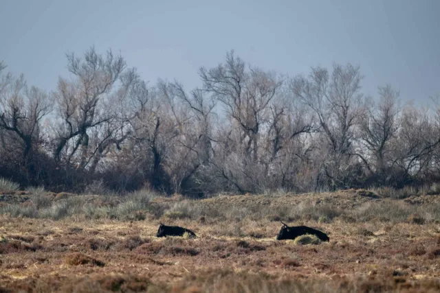 Ruhende Stiere in der Camargue