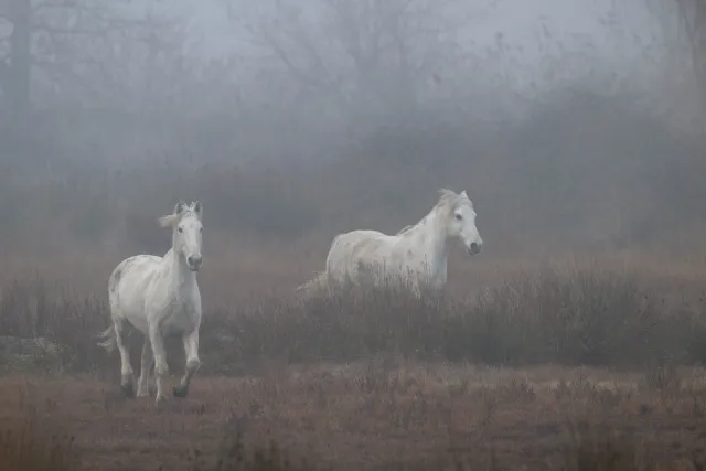 Wilde Wildpferde in der Camargue