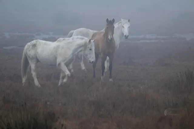 Wildpferde in der Camargue