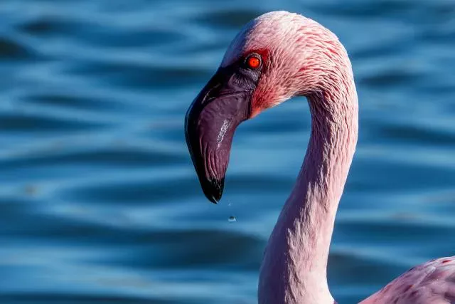 Zwergflamingo in der Camargue